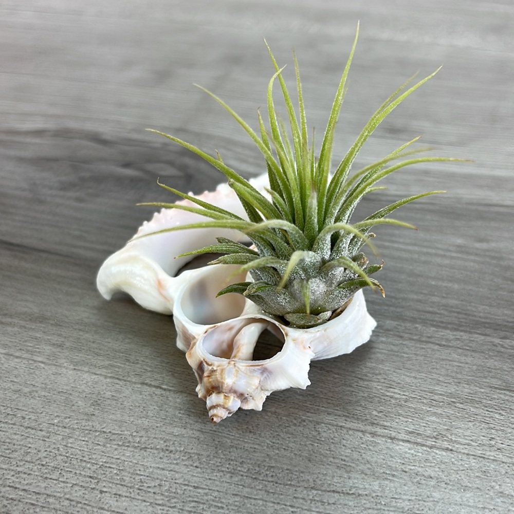 🔆AIR PLANT BUDDY🔆 WITH REAL SEA SHELL HAND MADE AND UNIQUE - Picture 11 of 11
